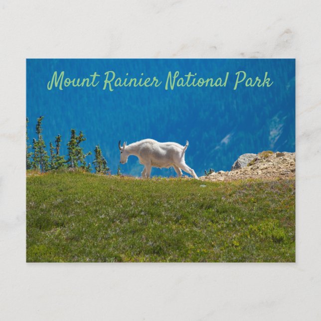 Mountain Goat Panhandle Gap Mt. Rainier Vykort (Framsida)