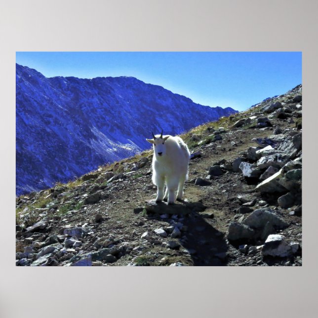 Mountain Goat Poster (Framsidan)