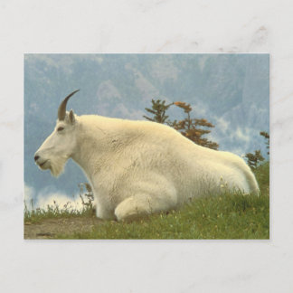 Mountain Goat Vykort