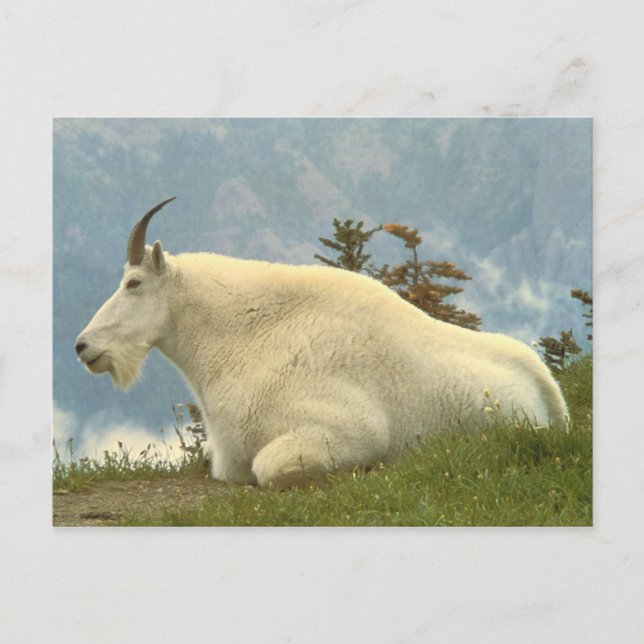 Mountain Goat Vykort (Framsida)