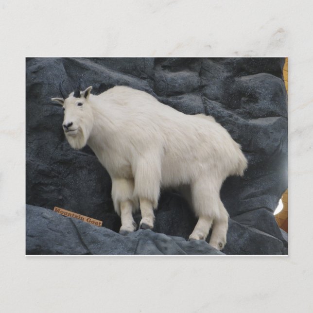Mountain Goat Vykort (Framsida)