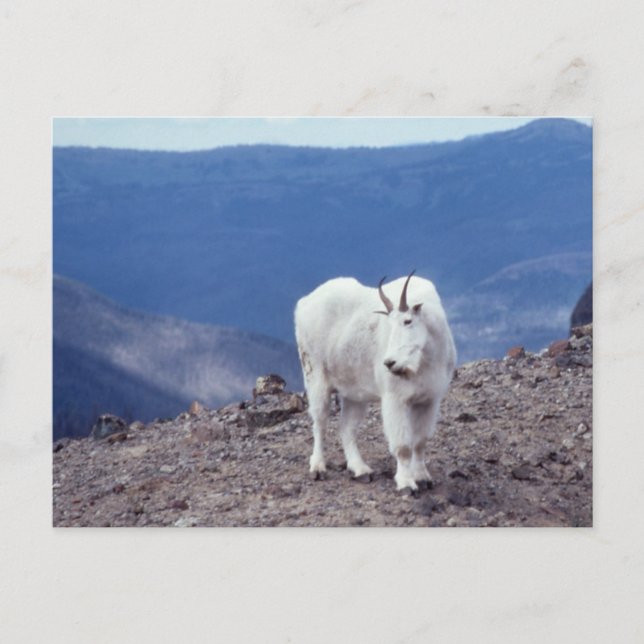 Mountain Goat Wildlife Series # 11 Postcard Vykort (Framsida)