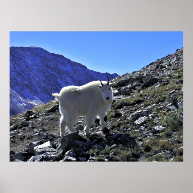 Mountain Goat Xing Poster (Framsidan)