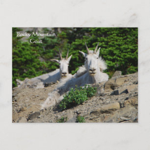 Mountain Goats på Sten Ledge Wildlife Series nr 18 Vykort