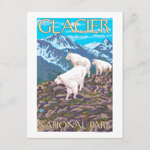 Mountain Goats Scene - Glacier National Park Vykort