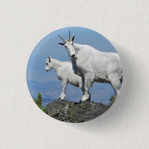 Mountain Goats White Wildlife Photo Knapp