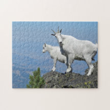 Mountain Goats White Wildlife Photo
