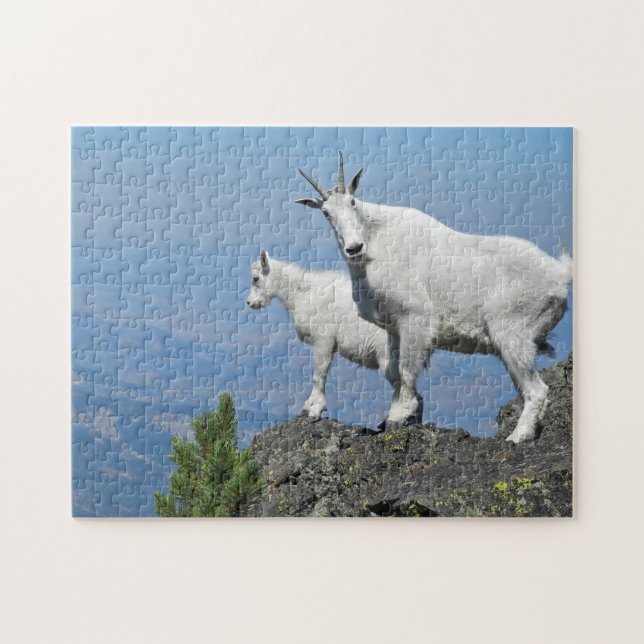 Mountain Goats White Wildlife Photo Pussel (Horisontell)