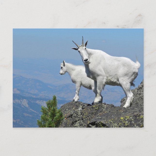 Mountain Goats White Wildlife Photo Vykort (Framsida)
