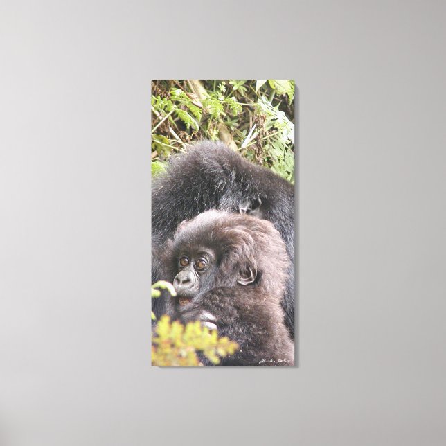 Mountain Gorilla Baby 20 x 40 tum. Canvas (Framsida)