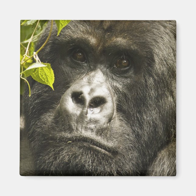 Mountain Gorilla, Gorilla beringei beringei, Magnet (Framsidan)