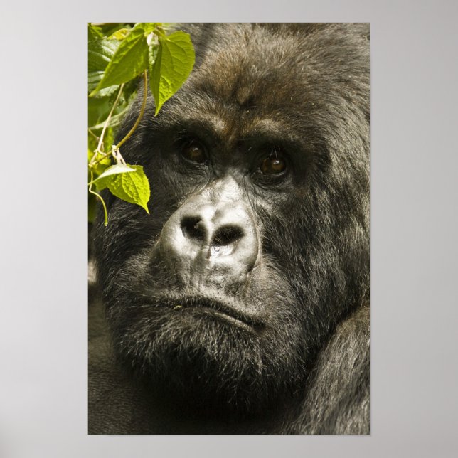 Mountain Gorilla, Gorilla beringei beringei, Poster (Framsidan)