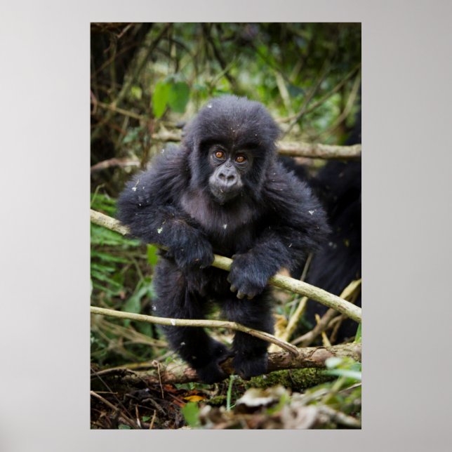 Mountain Gorilla | Gorilla Beringei Beringei Poster (Framsidan)