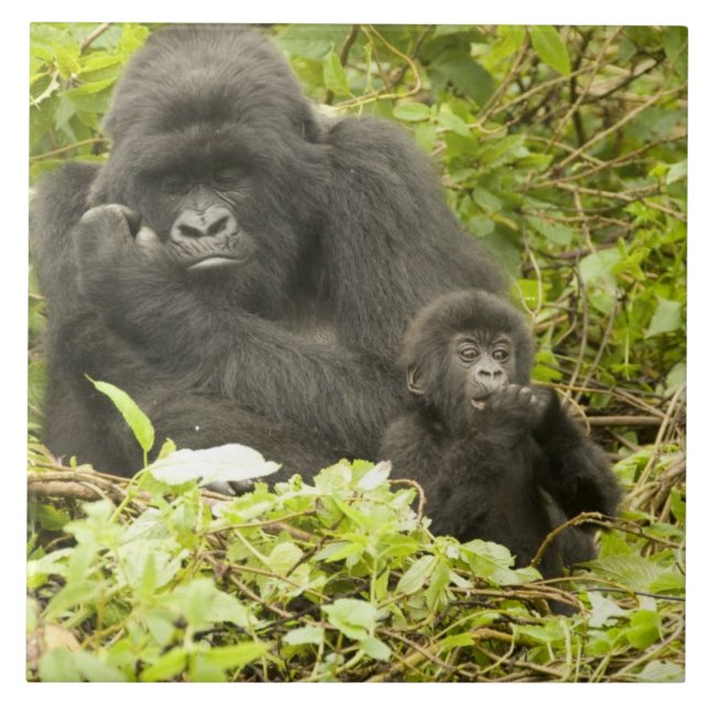 Mountain Gorilla, Gorilla beringei (tidigare G. Kakelplatta (Framsidan)