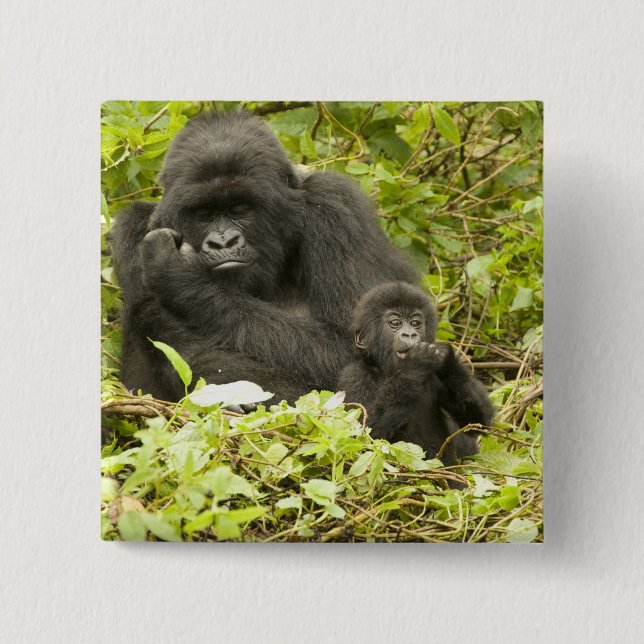 Mountain Gorilla, Gorilla beringei (tidigare G. Knapp (Framsida)