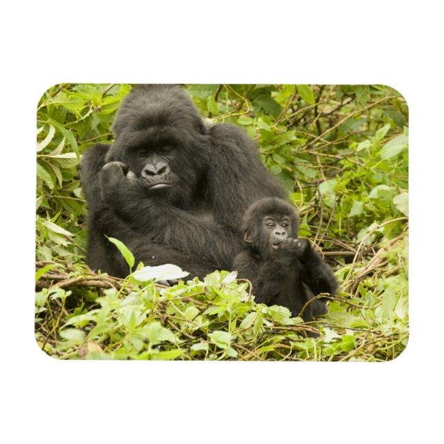 Mountain Gorilla, Gorilla beringei (tidigare G. Magnet (Horisontell)