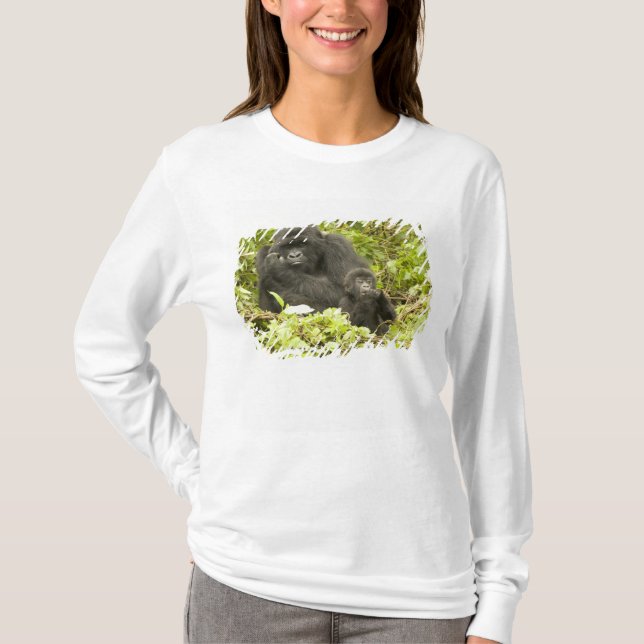Mountain Gorilla, Gorilla beringei (tidigare G. T Shirt (Framsida)