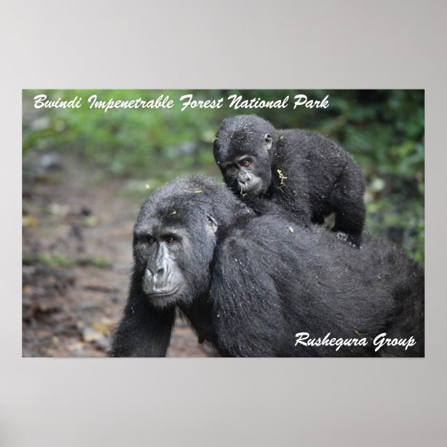 Mountain Gorilla/ Mor & Baby Poster (Framsidan)