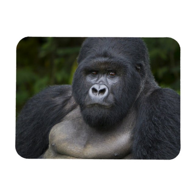 Mountain Gorilla och Silverback Magnet (Horisontell)