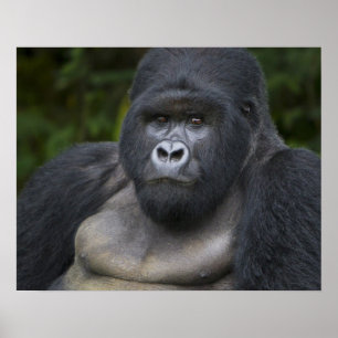 Mountain Gorilla och Silverback Poster