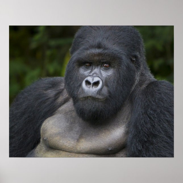 Mountain Gorilla och Silverback Poster (Framsidan)