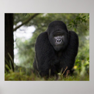 Mountain Gorilla och Silverback Poster