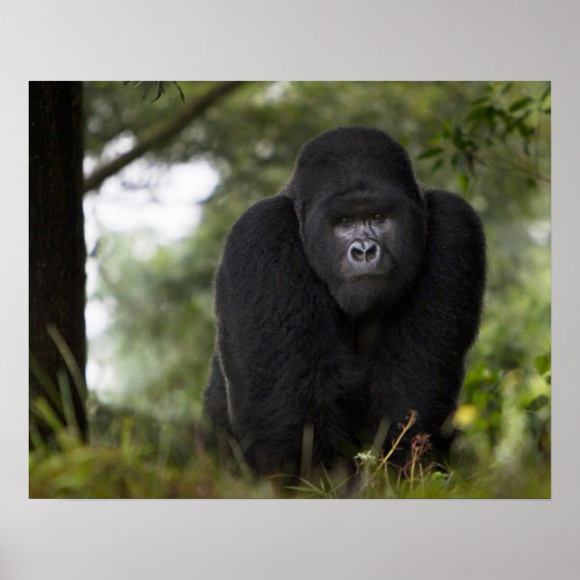 Mountain Gorilla och Silverback Poster (Framsidan)