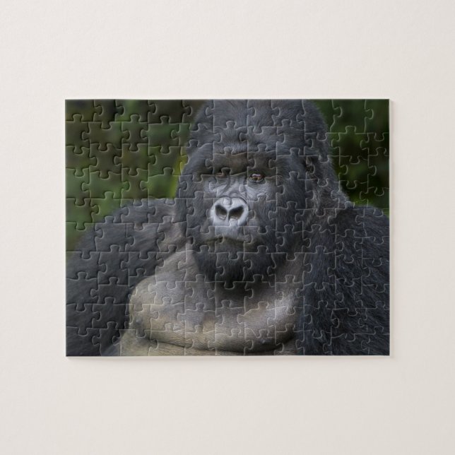 Mountain Gorilla och Silverback Pussel (Horisontell)
