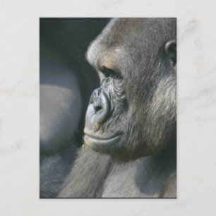 Mountain Gorilla Postcard Vykort