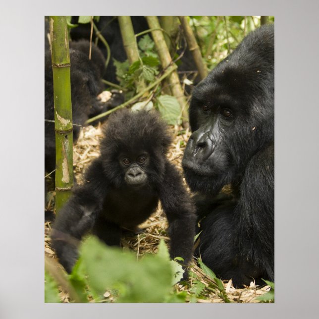 Mountain Gorilla, vuxen med unge Poster (Framsidan)