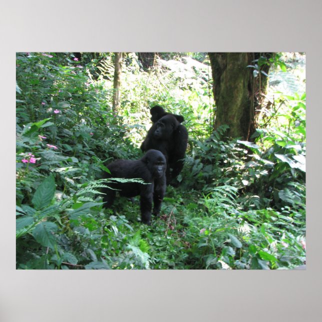 Mountain Gorillas Poster (Framsidan)