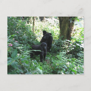 Mountain Gorillas Vykort