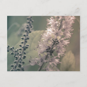 Mountain Holly Postcard Vykort