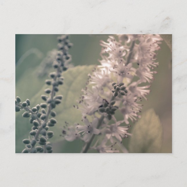 Mountain Holly Postcard Vykort (Framsida)