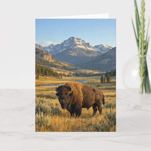 Mountain Landscape American Bison Blank Kort (Framsida)