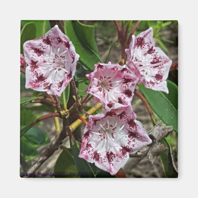 Mountain Laurel Flowers Magnet (Framsidan)
