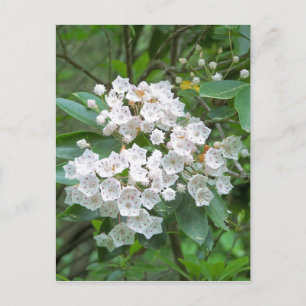 Mountain Laurel Flowers Vykort