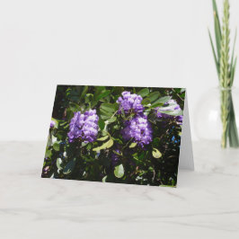 Mountain Laurel i Sunlight Kort