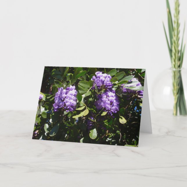 Mountain Laurel i Sunlight Kort (Framsida)