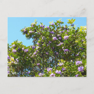 Mountain Laurel i Vår Vykort