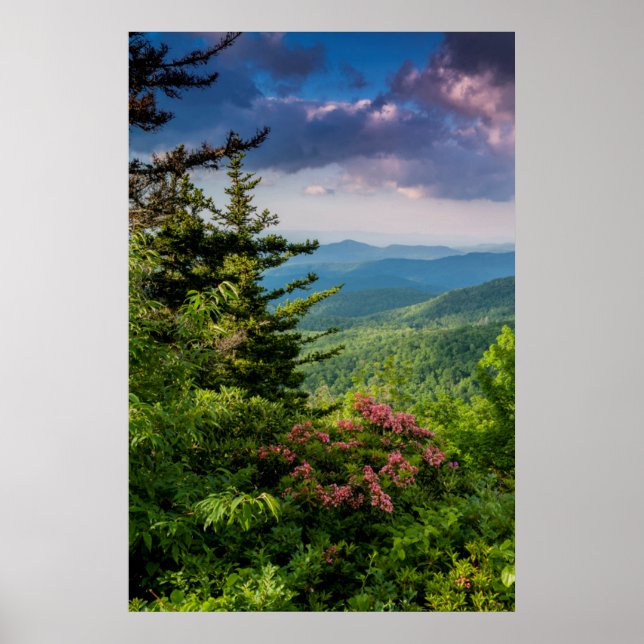 Mountain Laurel vid Sunrise Poster (Framsidan)