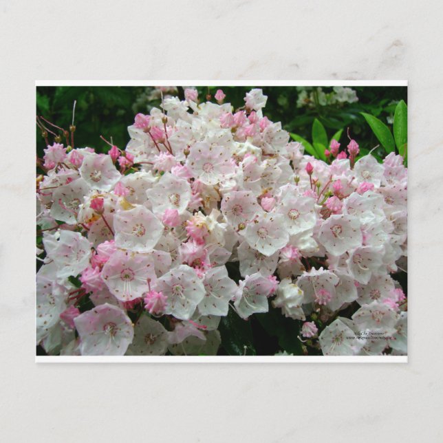 Mountain Laurel Vykort (Framsida)