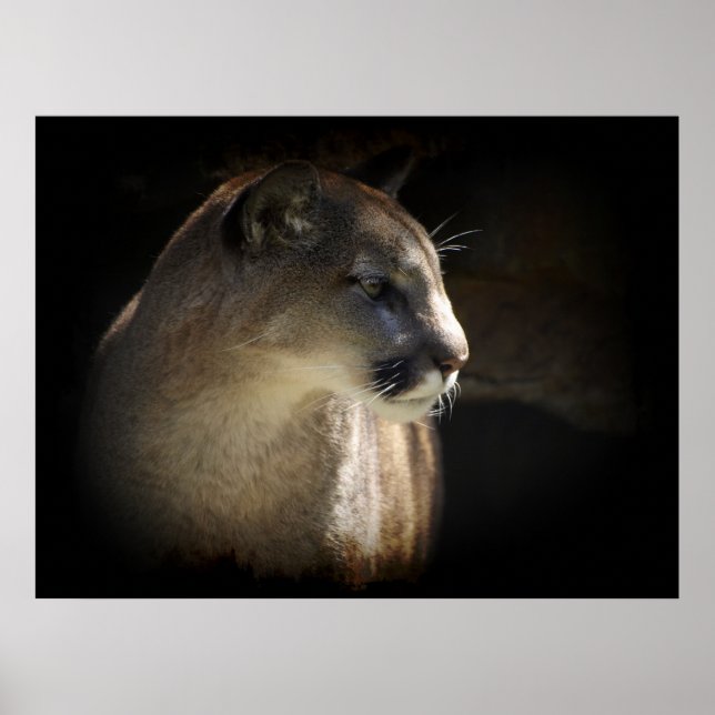 MOUNTAIN LEJON Cougar Big Cat Wildlife Poster (Framsidan)