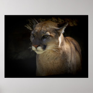MOUNTAIN LEJON Cougar Big Cat Wildlife Poster