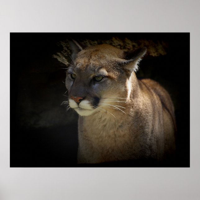 MOUNTAIN LEJON Cougar Big Cat Wildlife Poster (Framsidan)