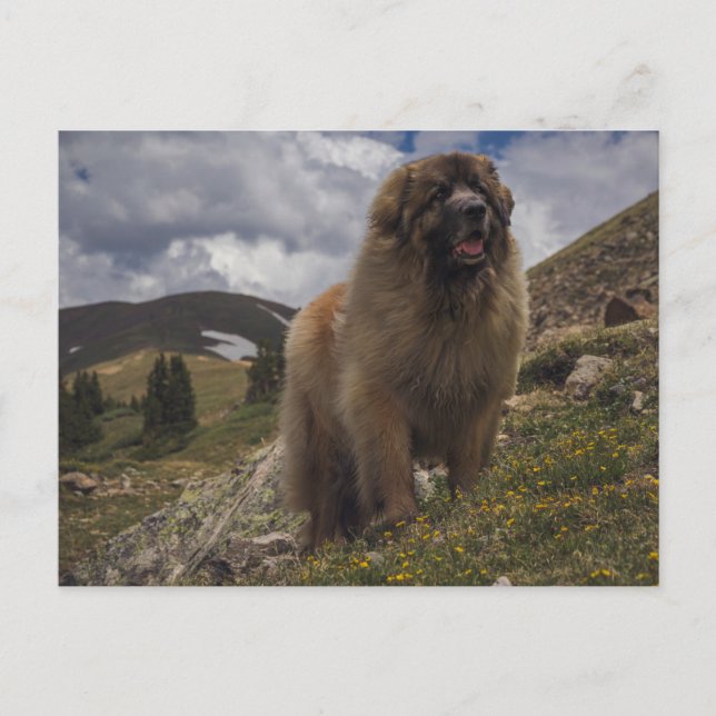 Mountain Leonberger Vykort (Framsida)