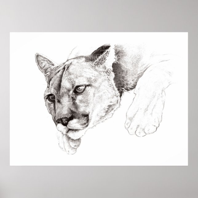 Mountain Lion Drawing Poster (Framsidan)