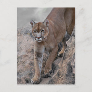 Mountain lion klättervägg vykort