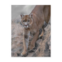 Mountain lion klättervägg