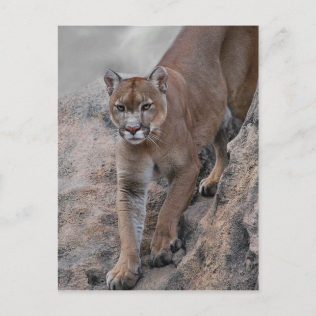Mountain lion klättervägg vykort (Framsida)